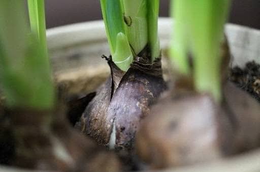 Flower bulbs